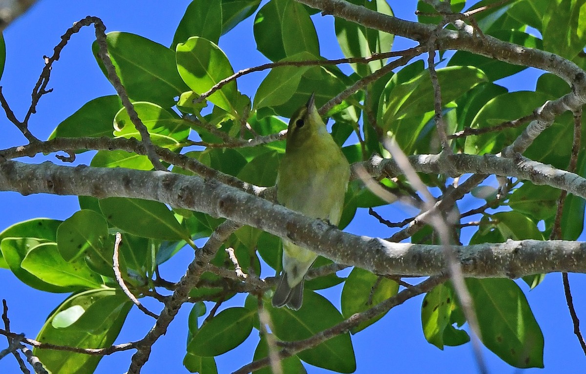 Tennessee Warbler - ML644004896