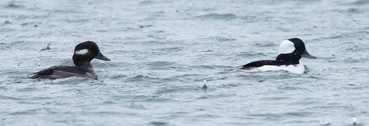 Bufflehead - ML644004905