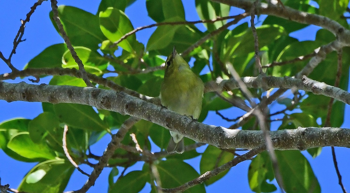 Tennessee Warbler - ML644004907