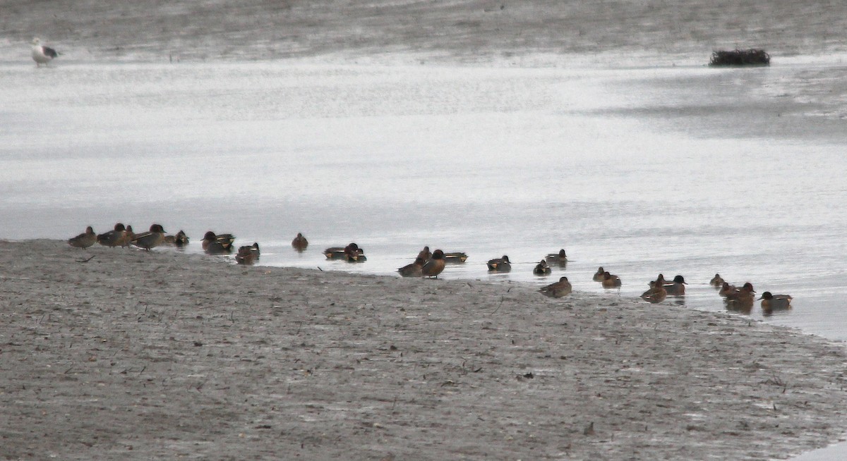 コガモ - ML644004941