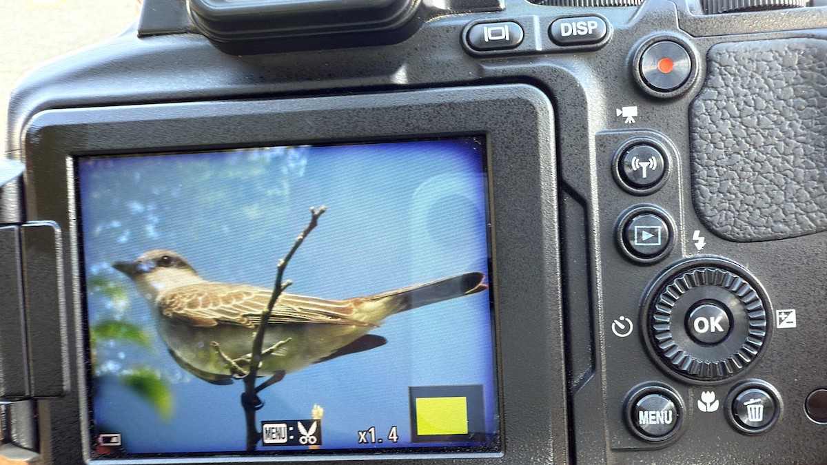 Gray Kingbird - ML644004966