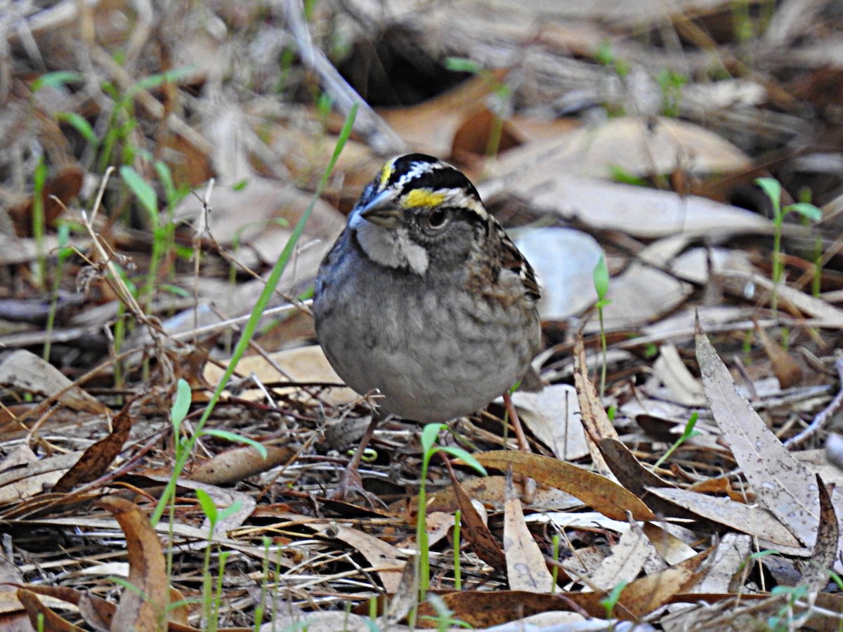 White-throated Sparrow - ML644004967