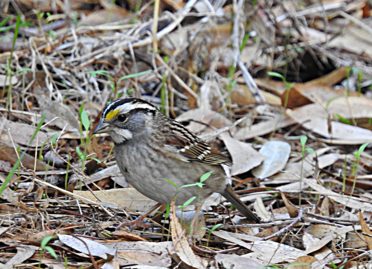 White-throated Sparrow - ML644004968