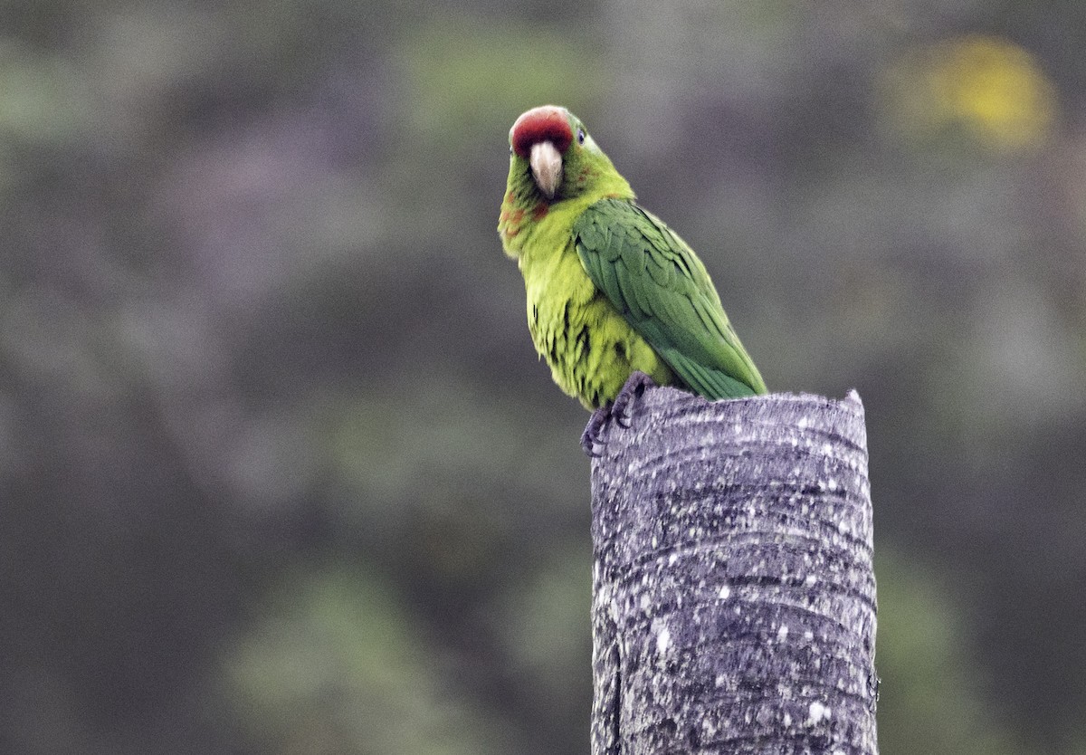 Scarlet-fronted Parakeet - ML644004994