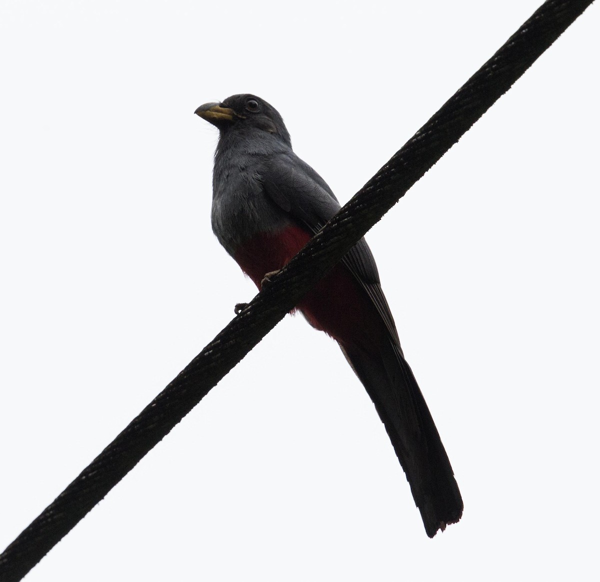 Black-tailed Trogon - ML644005015