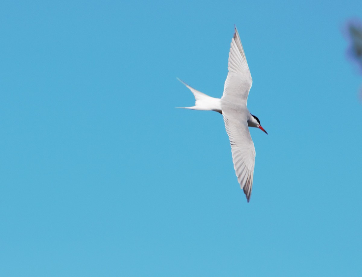 Common Tern - ML644005025