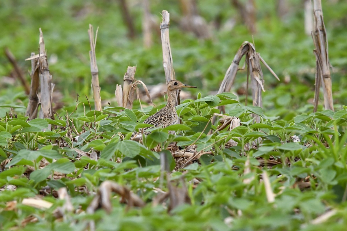 Upland Sandpiper - ML644005039