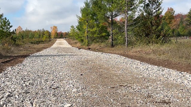 Ring-necked Pheasant - ML644005055