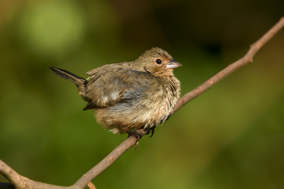 Blue-black Grassquit - ML644005056