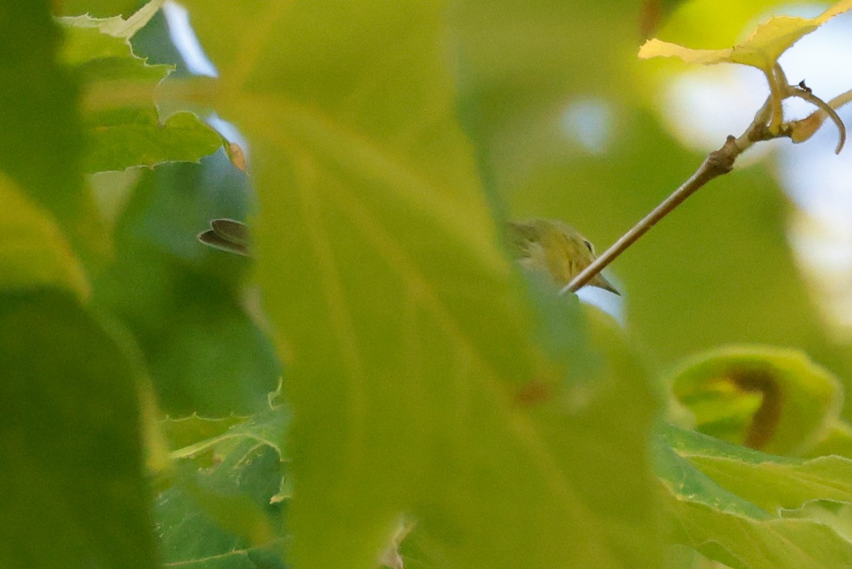 Tennessee Warbler - ML644005076