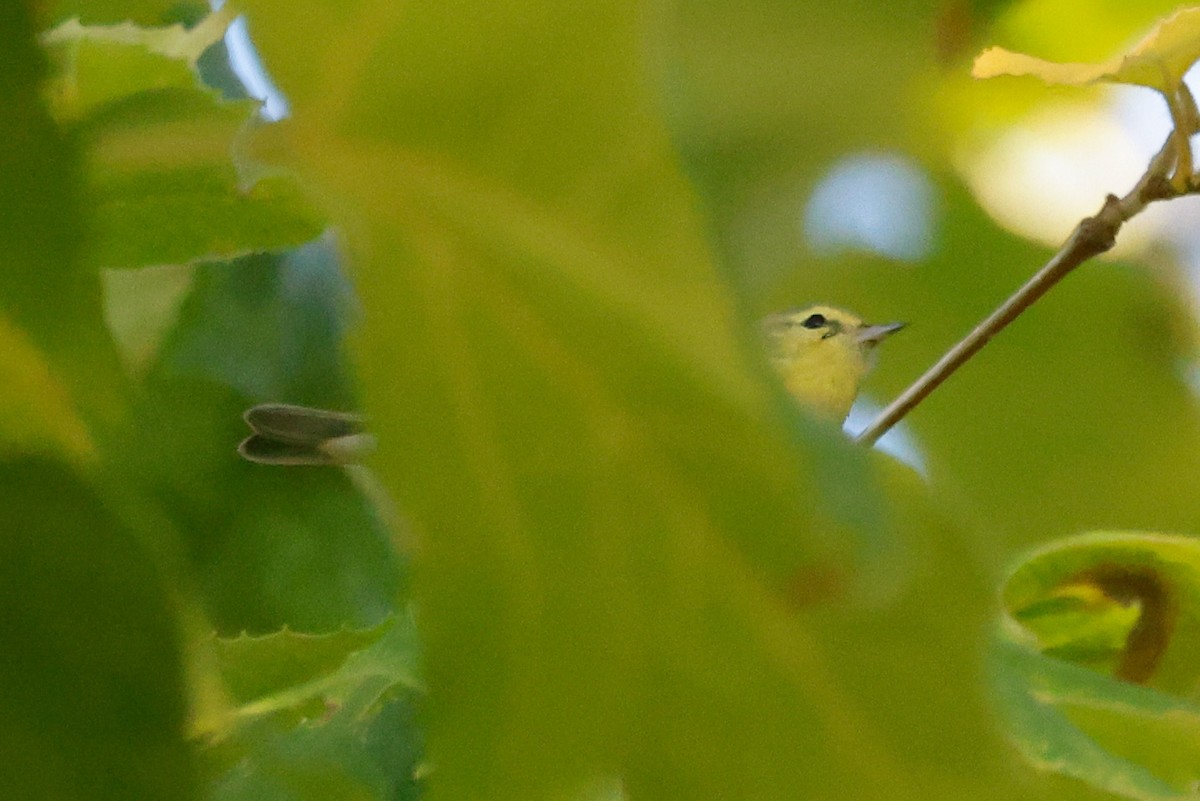 Tennessee Warbler - ML644005077