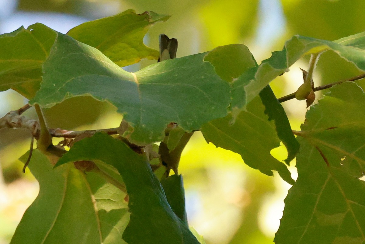 Tennessee Warbler - ML644005078