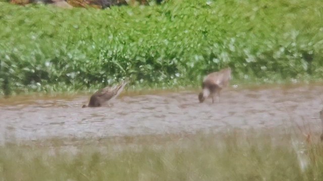 Дутыш - ML644005082