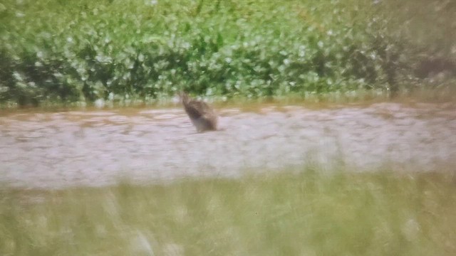 Дутыш - ML644005084