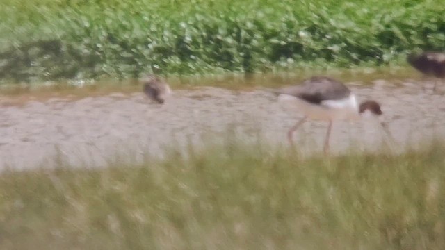 Дутыш - ML644005085