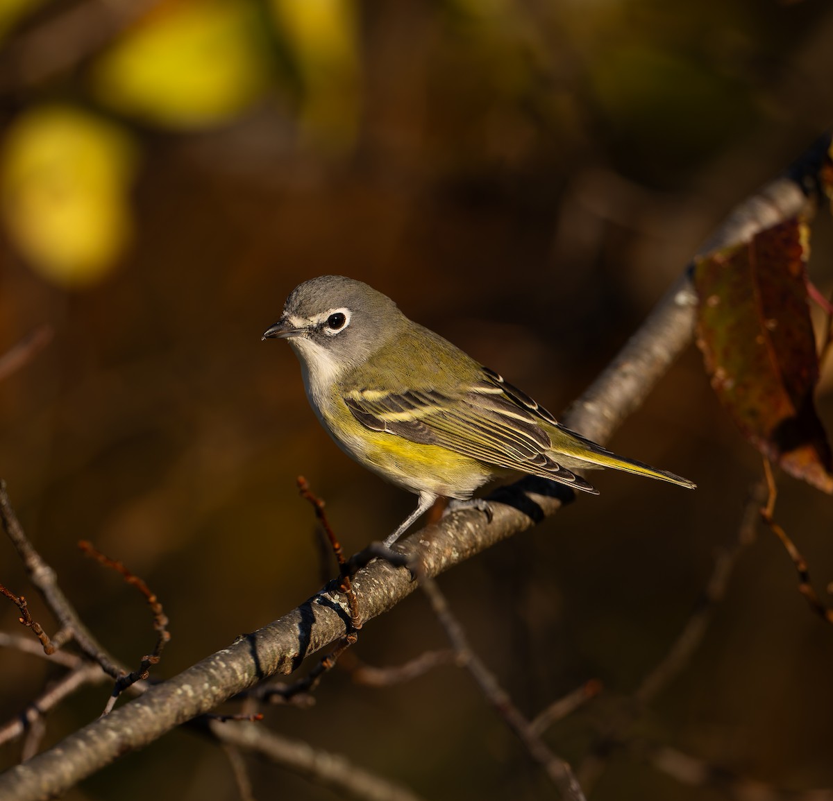 Graukopfvireo - ML644005102