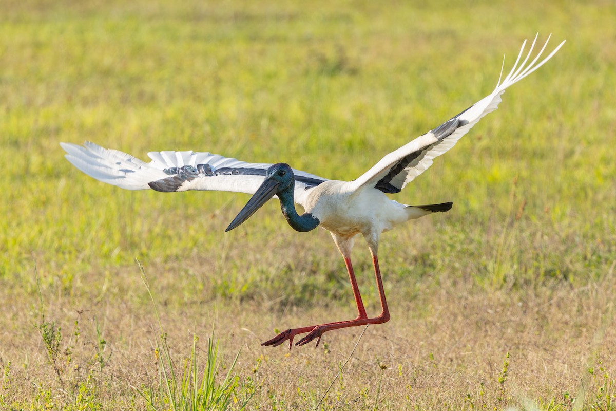 Black-necked Stork - ML644005125