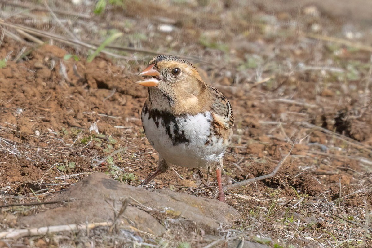 Harris's Sparrow - ML644005132