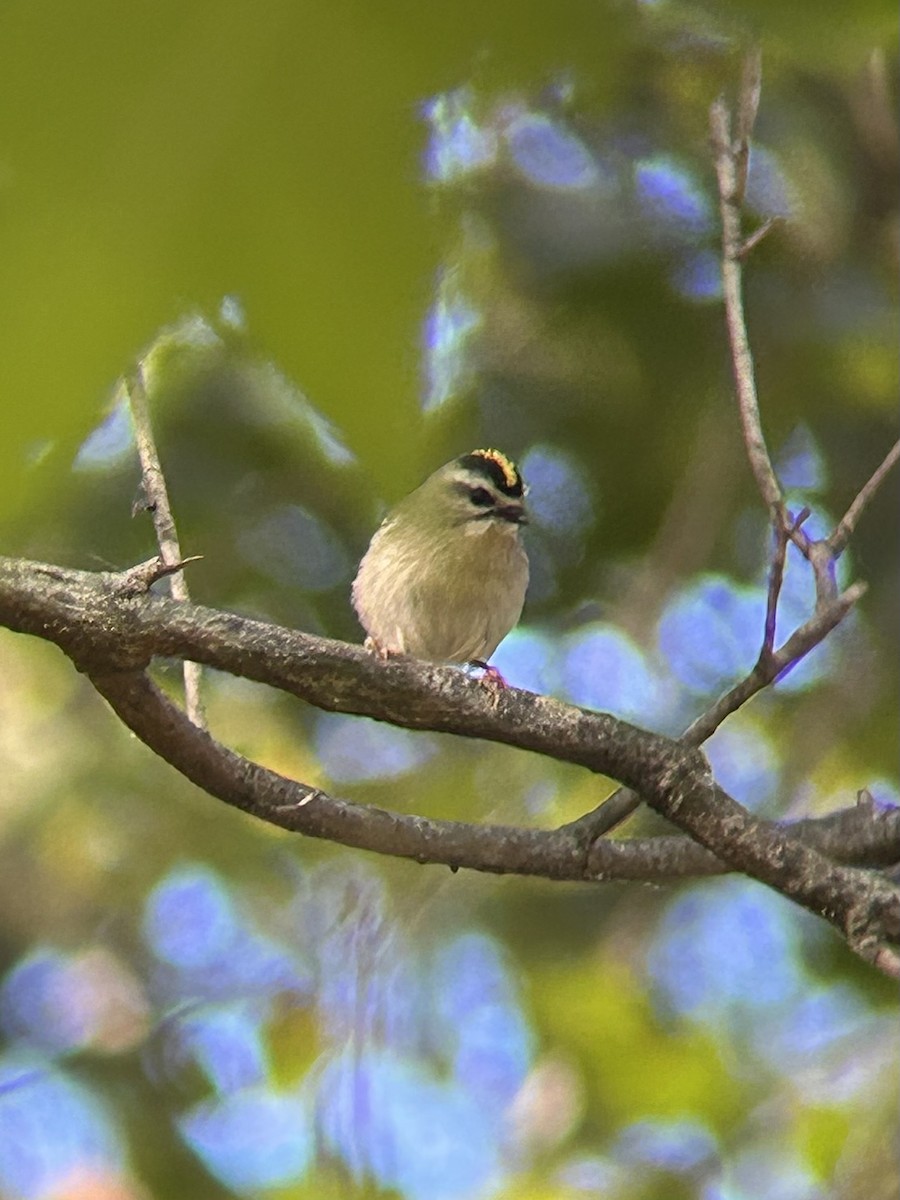 Golden-crowned Kinglet - ML644005135