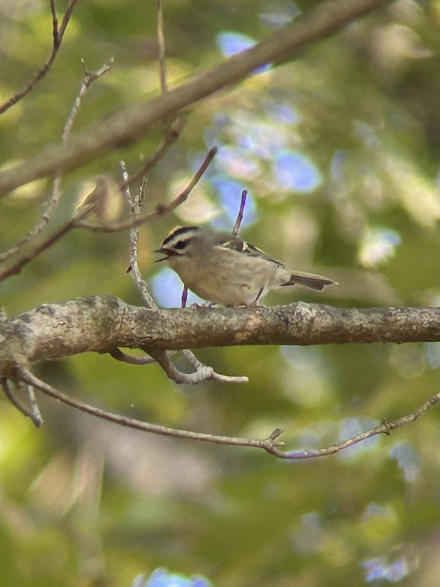 Golden-crowned Kinglet - ML644005136