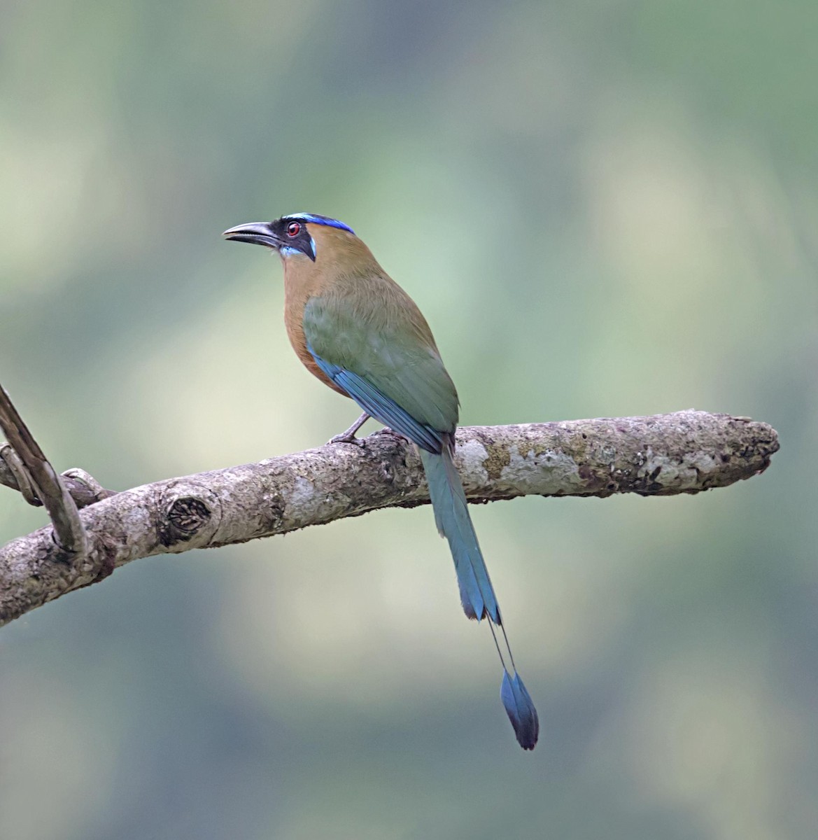 Motmot caraïbe - ML644005168