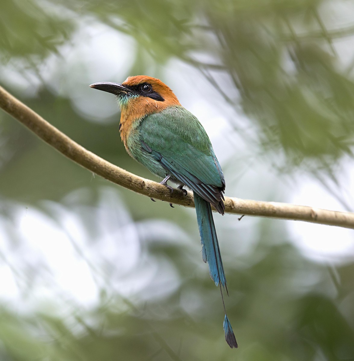 Broad-billed Motmot - ML644005170