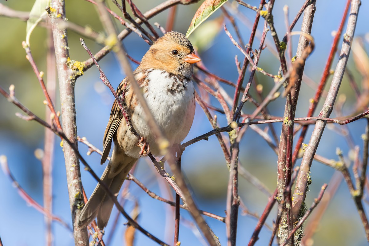 Harris's Sparrow - ML644005179