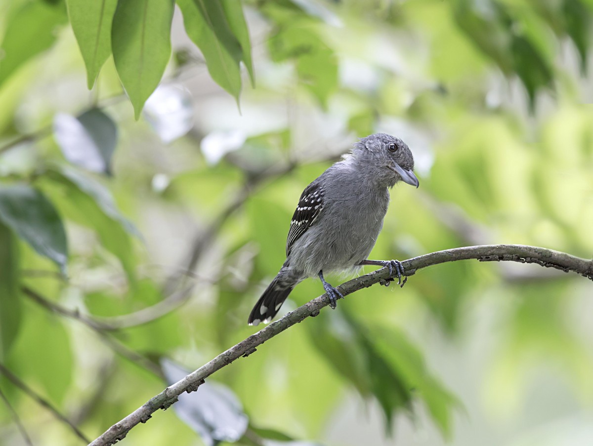 Black-crowned Antshrike - ML644005181