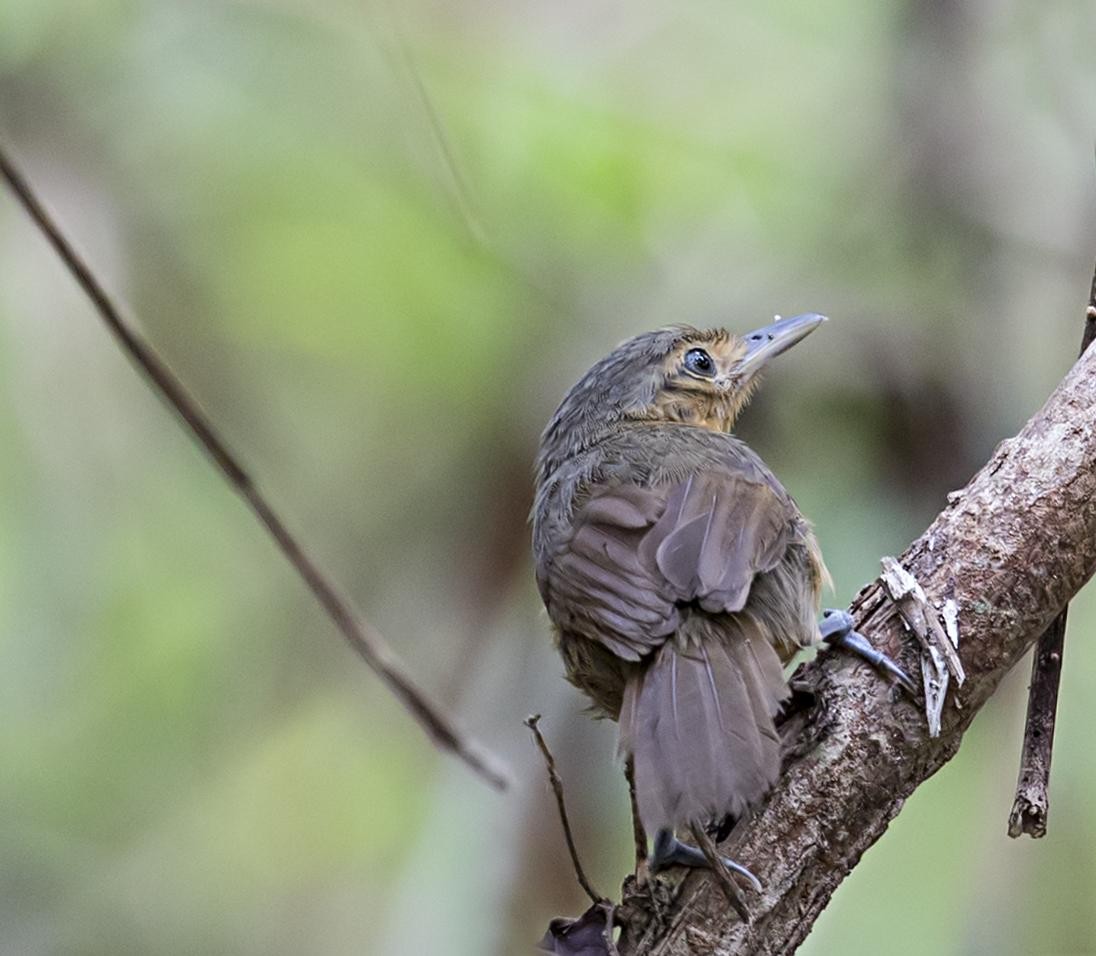 Dusky Antbird - ML644005186