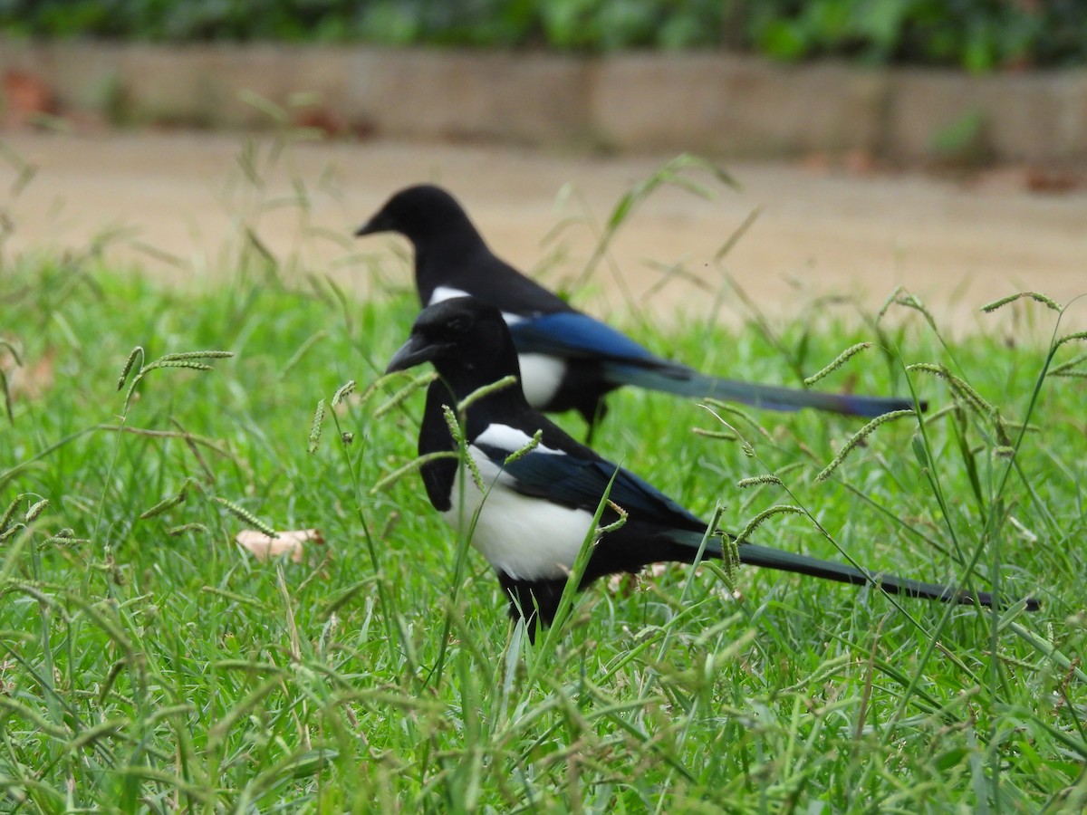 Eurasian Magpie - ML644005194