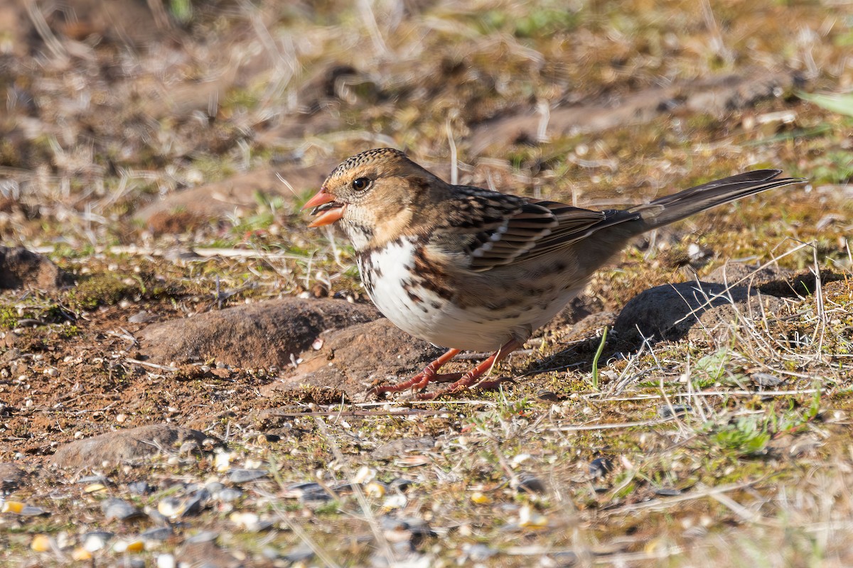 Harris's Sparrow - ML644005197