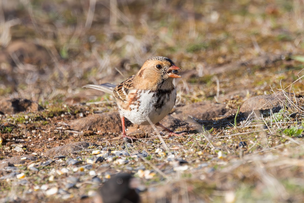 Harris's Sparrow - ML644005198