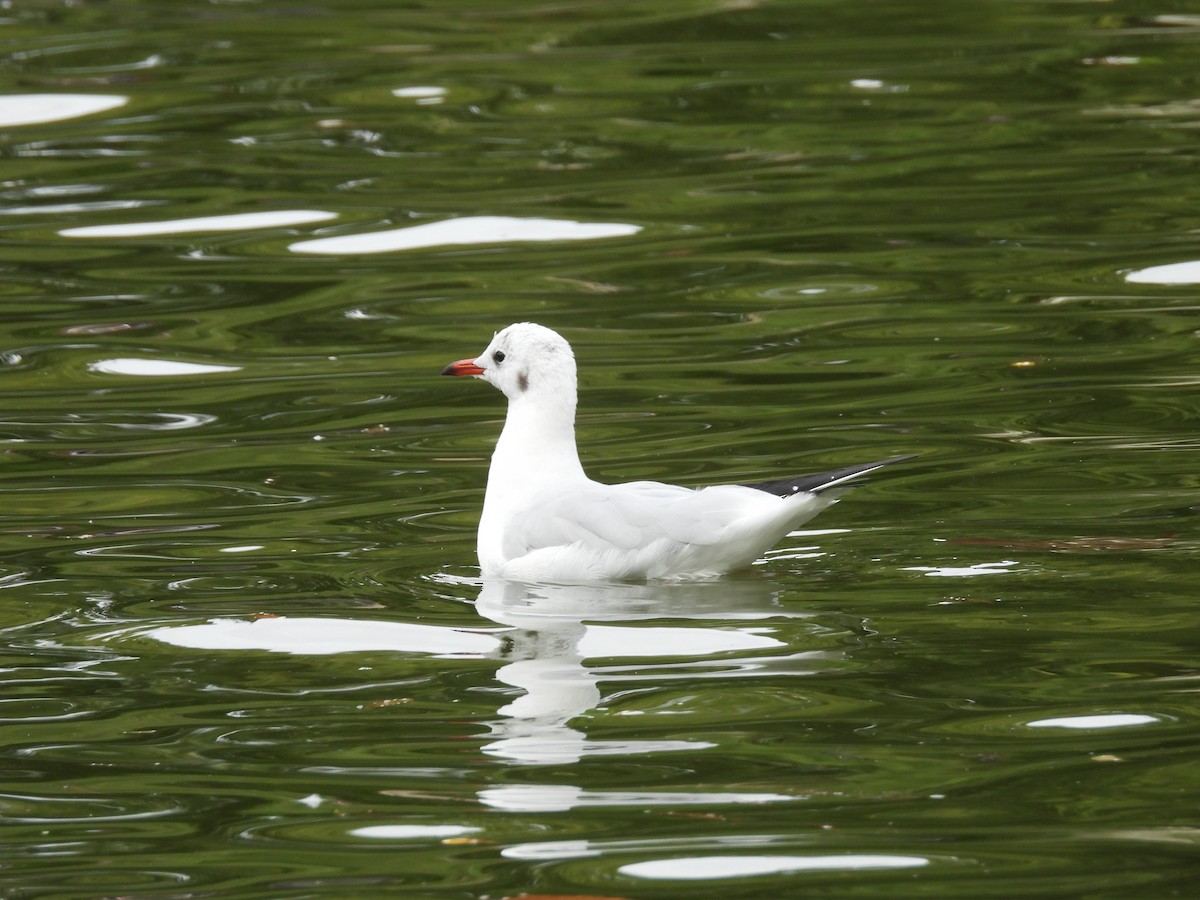Black-headed Gull - ML644005203