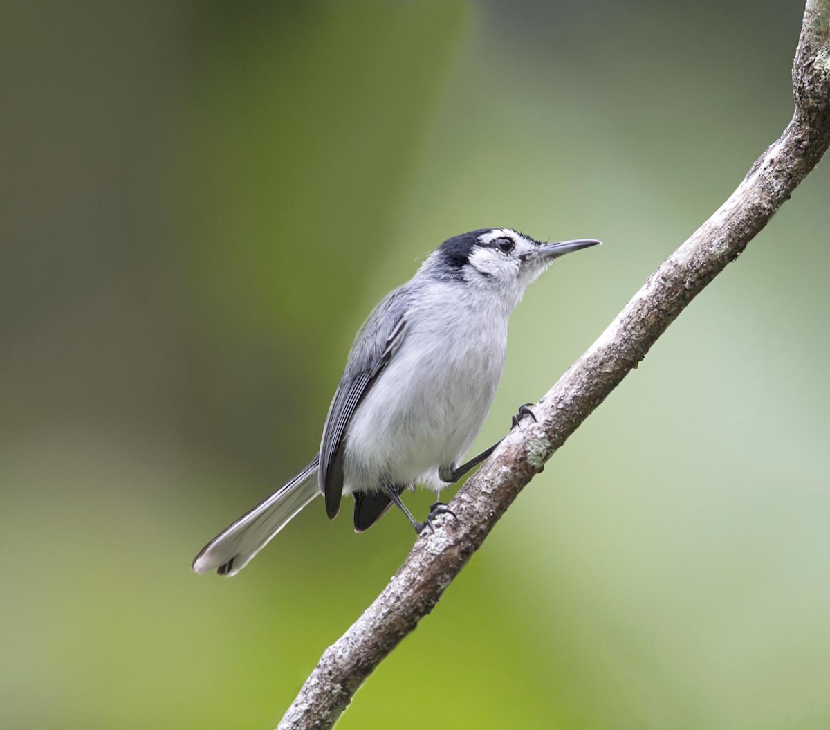 White-browed Gnatcatcher - ML644005209