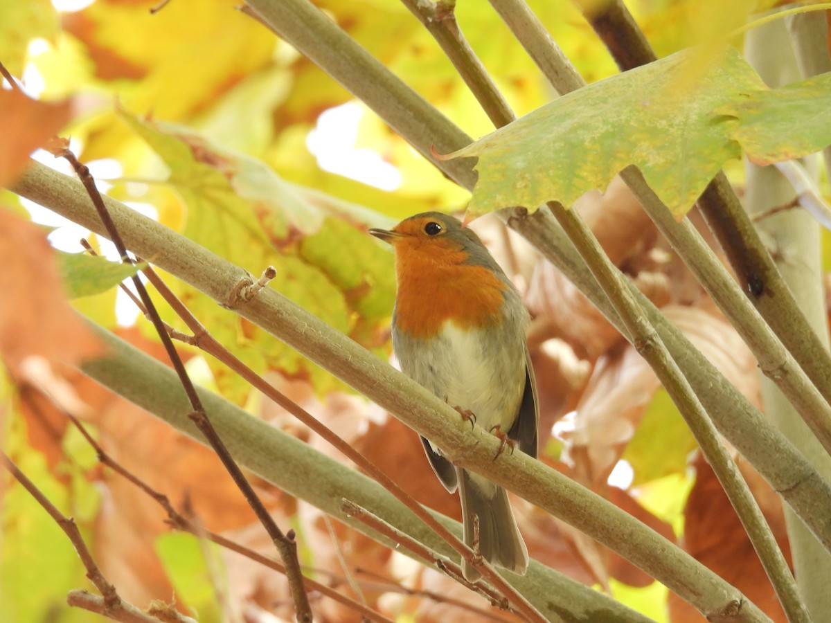 European Robin - ML644005210