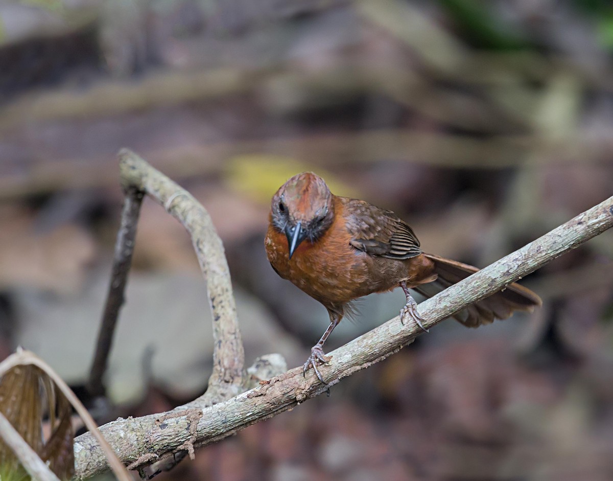 Habia à gorge rouge - ML644005221
