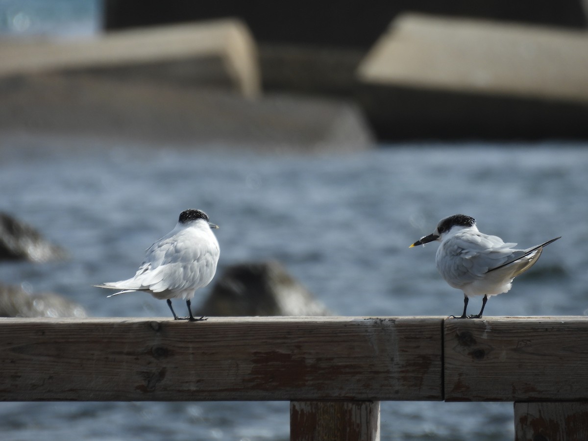 Sandwich Tern - ML644005231