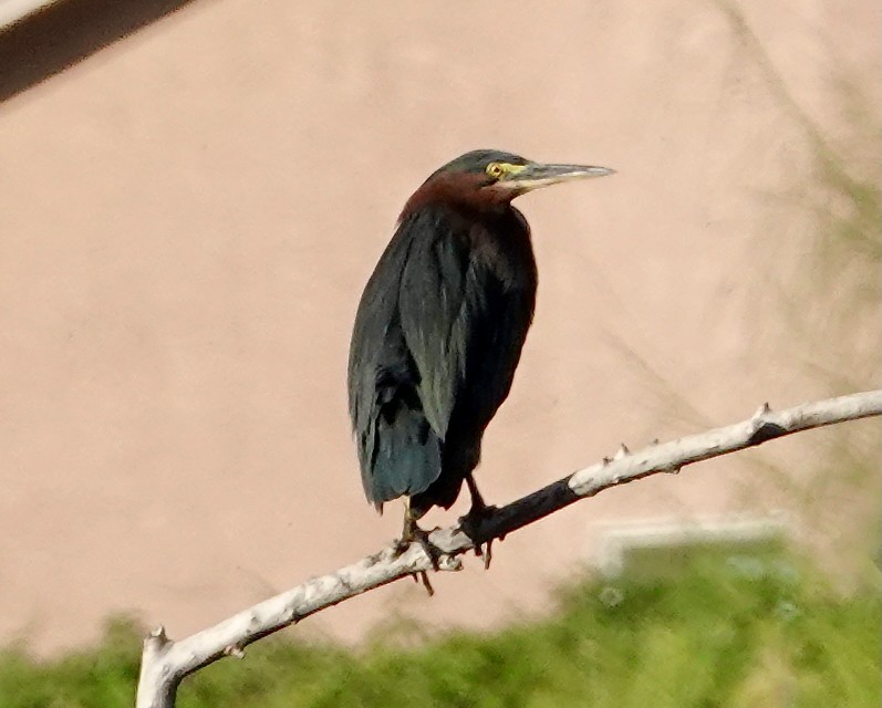 Green Heron - ML644005302