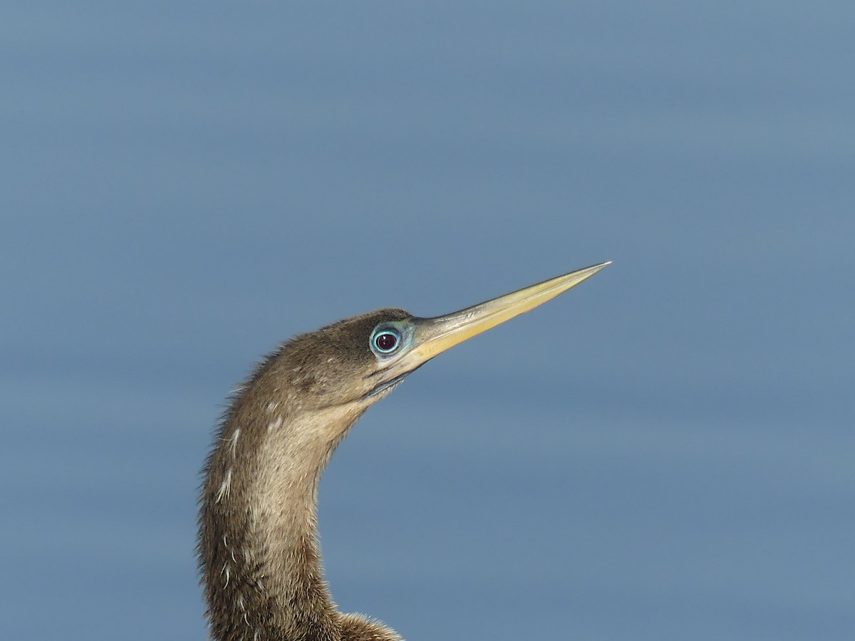 Anhinga - ML644005312