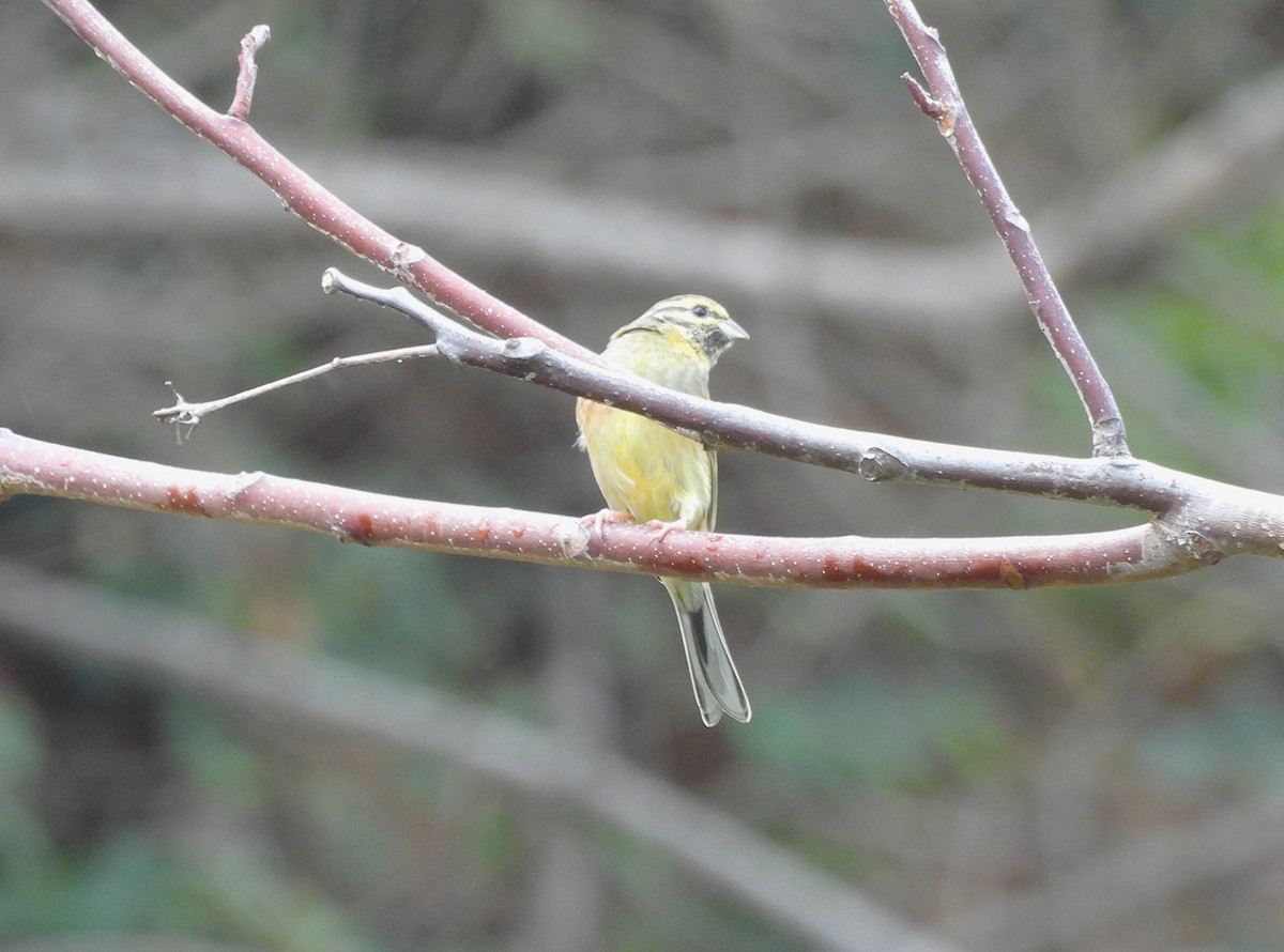 Cirl Bunting - ML644005320