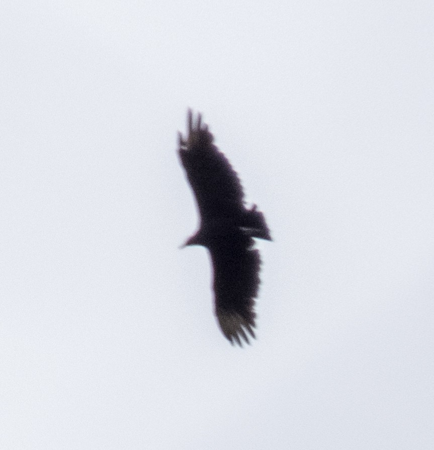 Black Vulture - ML644005323
