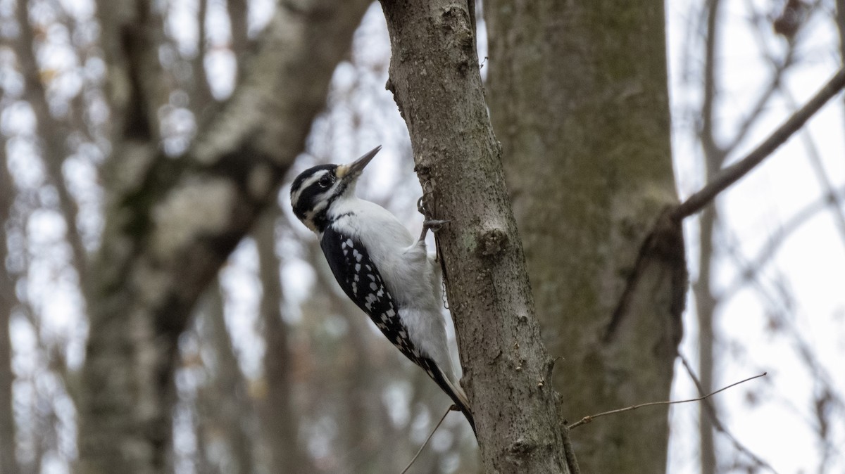 Hairy Woodpecker - ML644005324