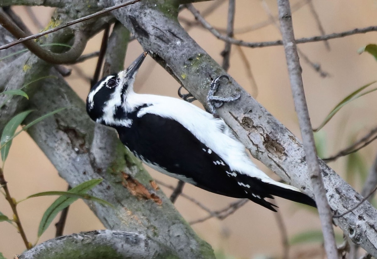 Hairy Woodpecker - ML644005326