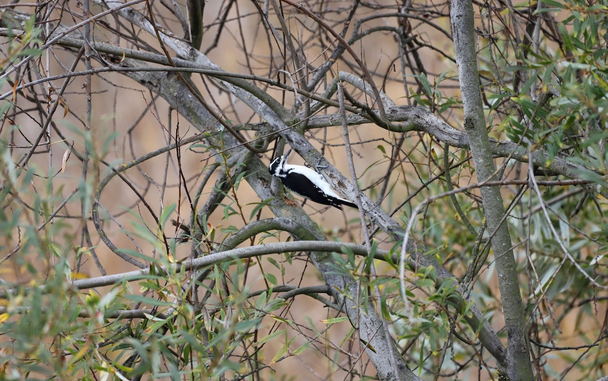 Hairy Woodpecker - ML644005327