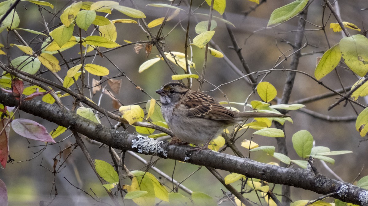 White-throated Sparrow - ML644005331