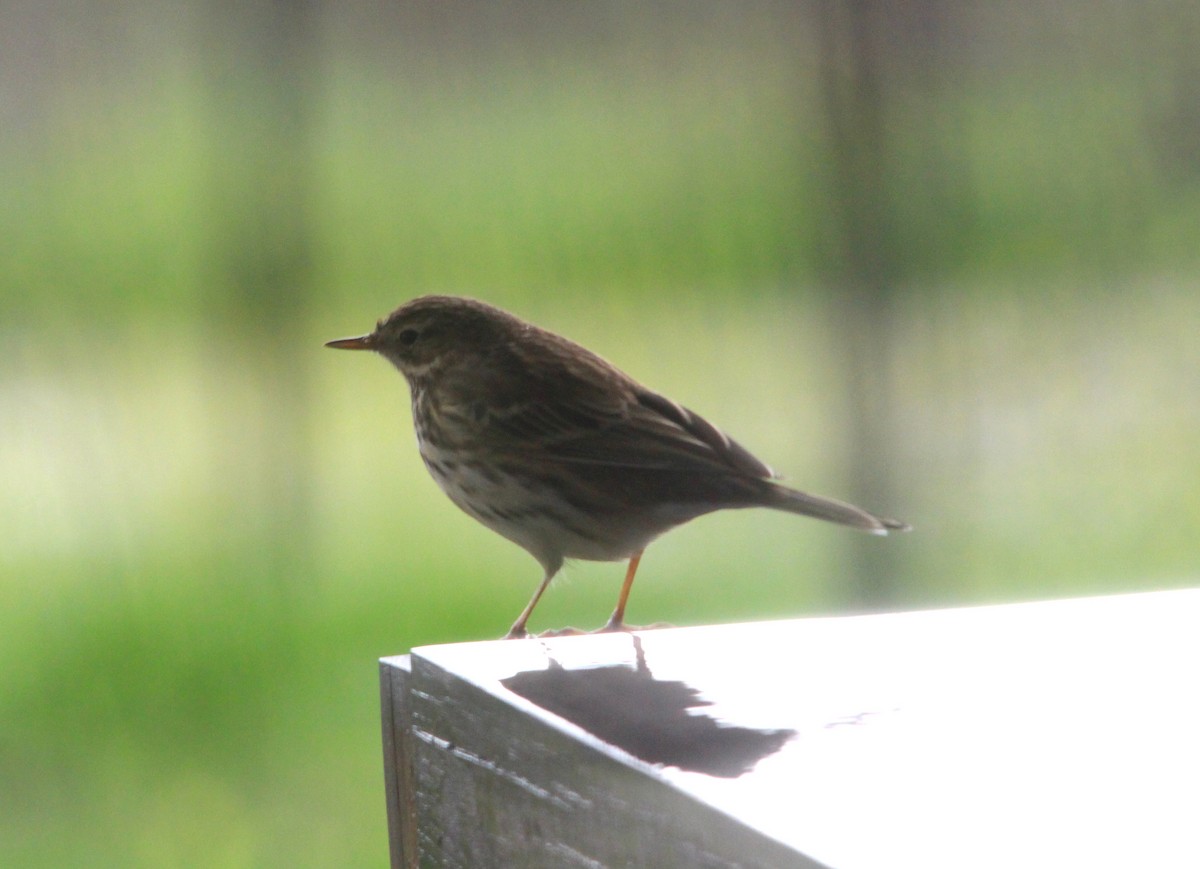 マキバタヒバリ - ML644005334