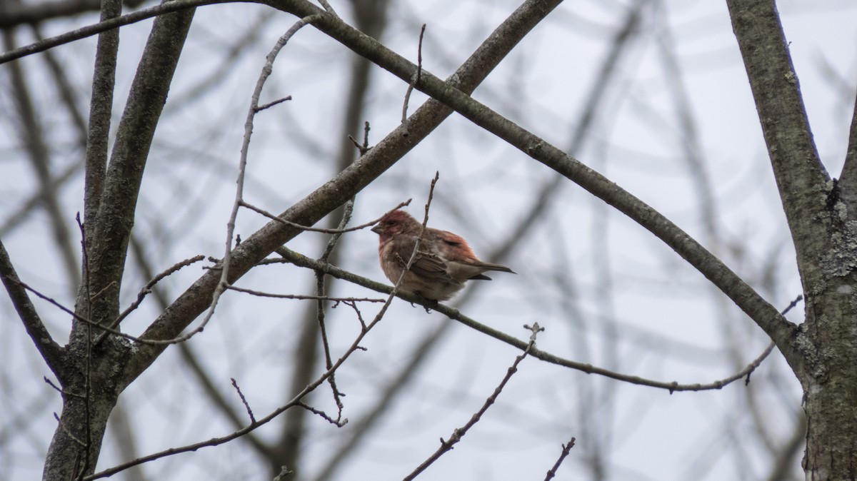 Purple Finch - ML644005339