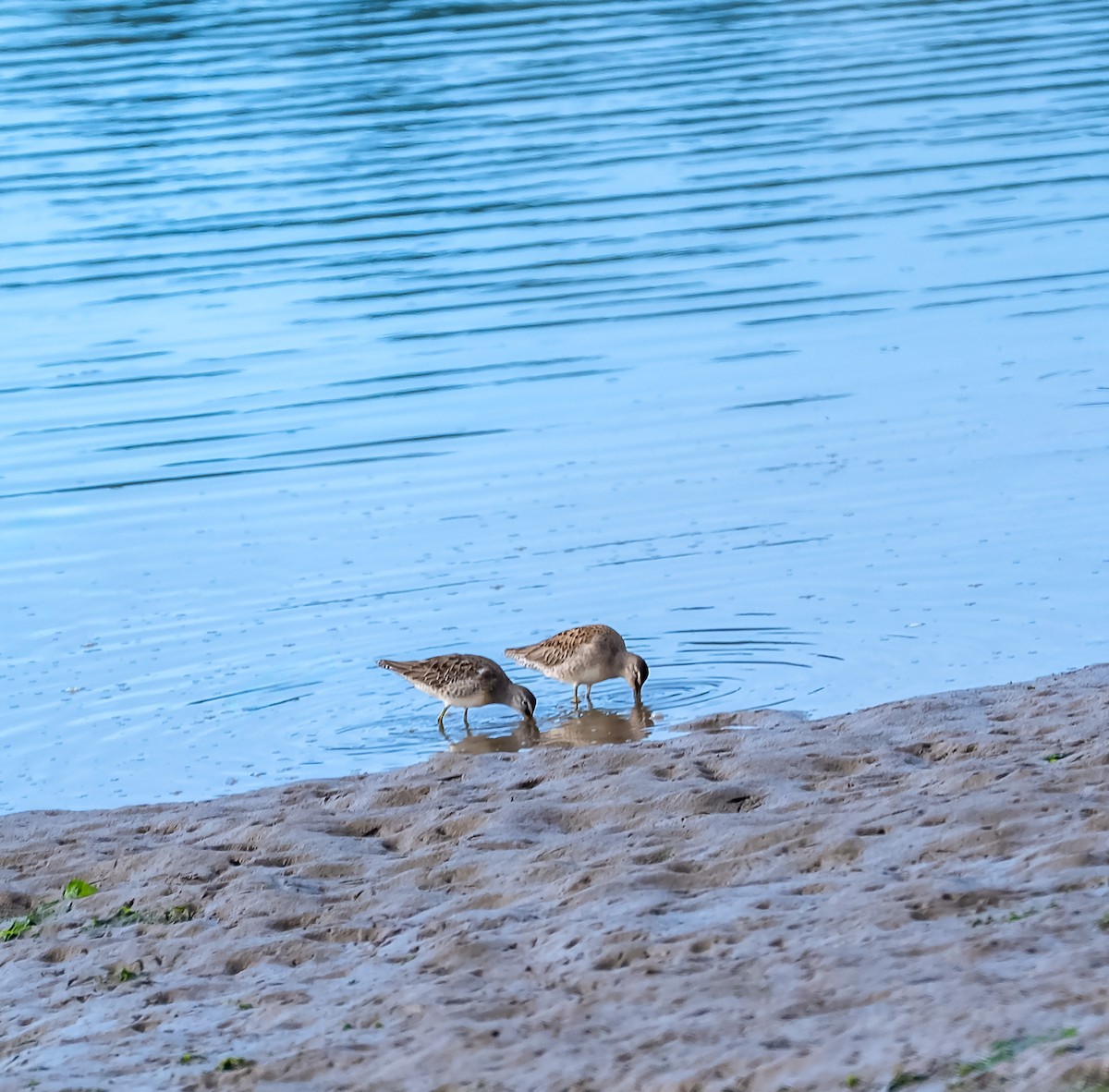 langnebbekkasinsnipe - ML644005362