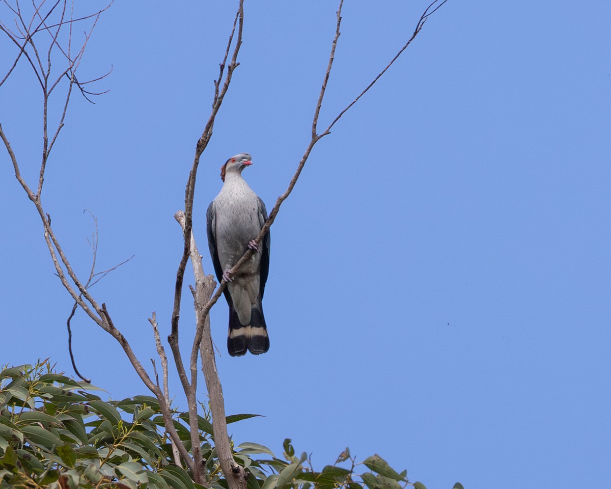 parykkdue - ML644005407