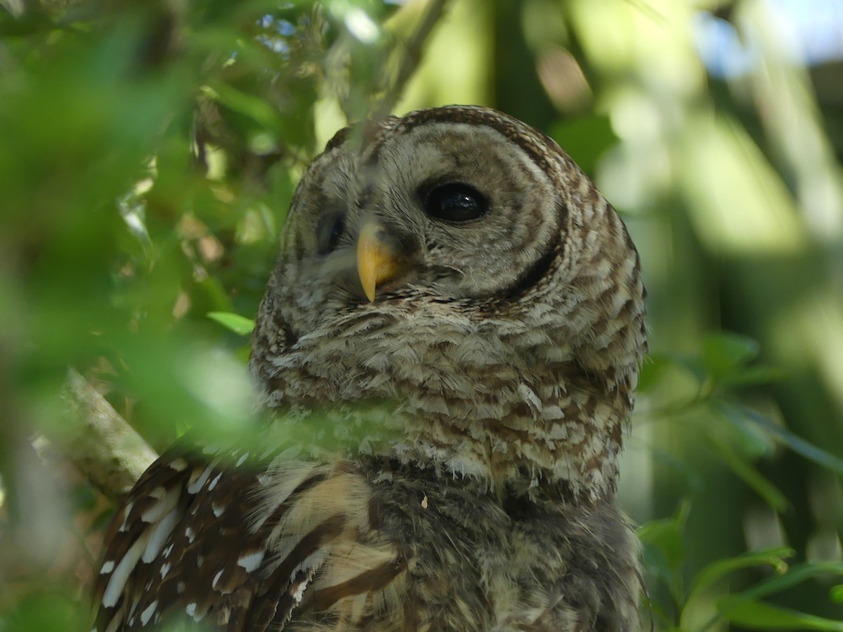 Barred Owl - ML644005420